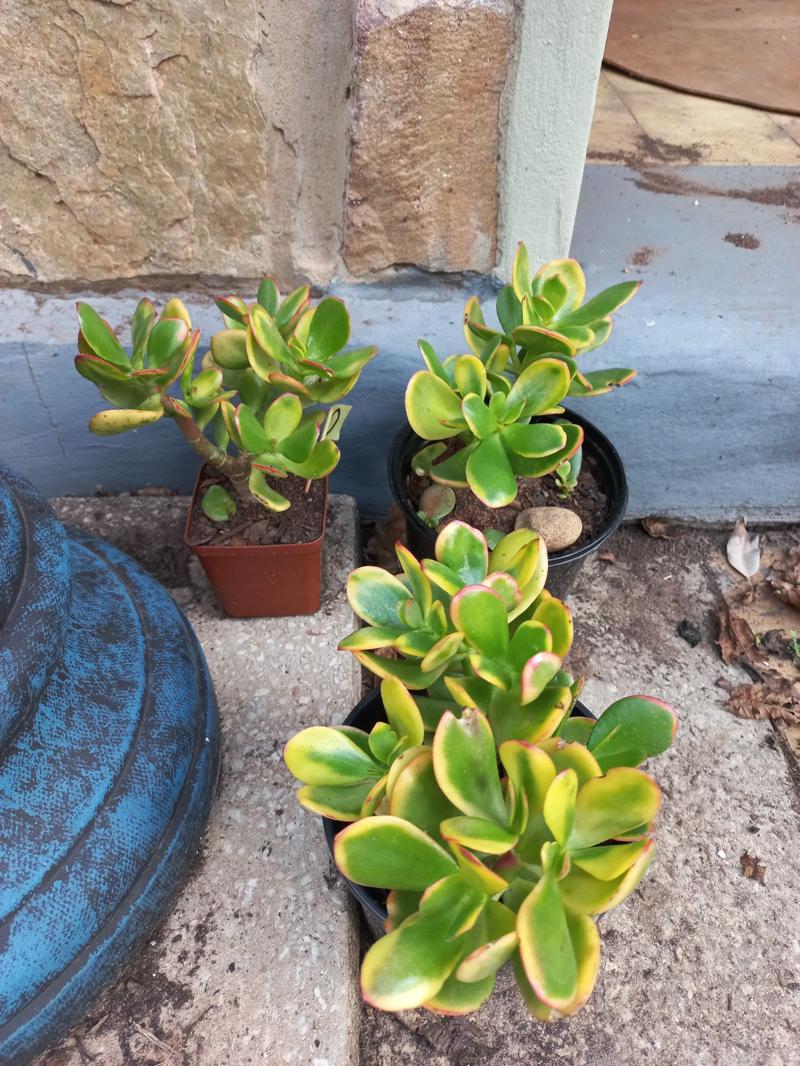 Jade