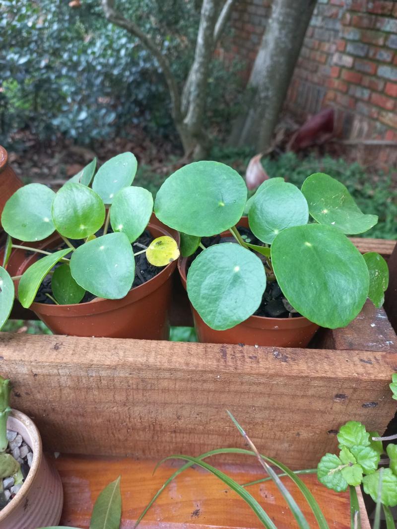 Money plant