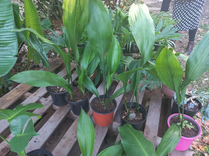 Aspidistra 