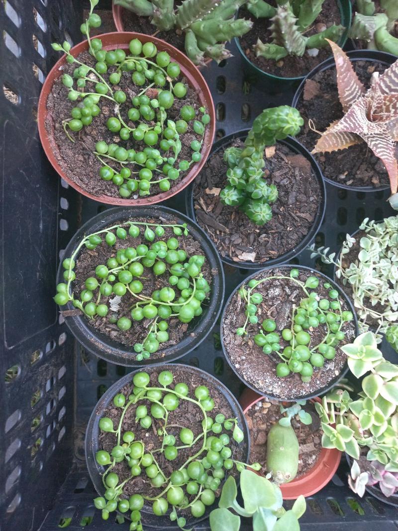 String of Pearls