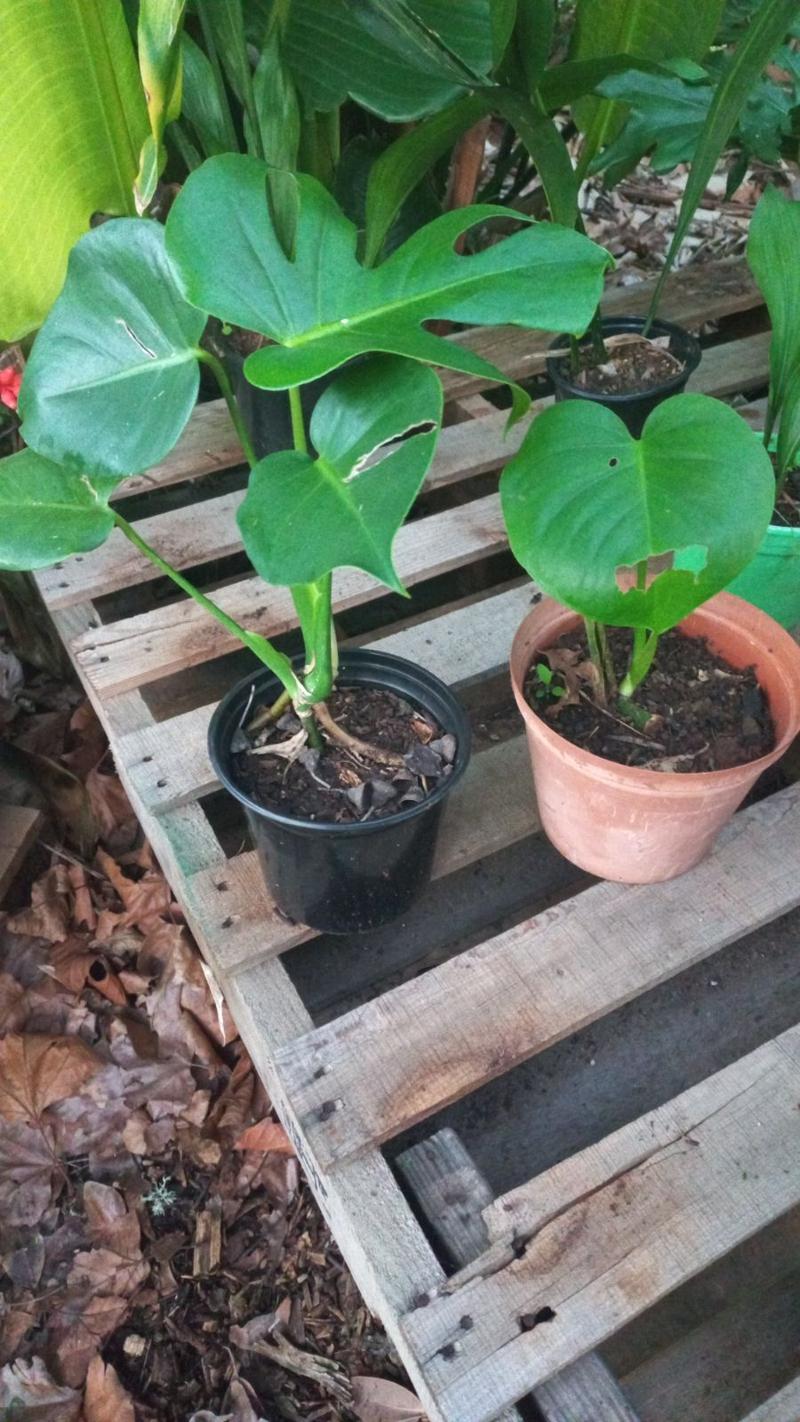 Monstera