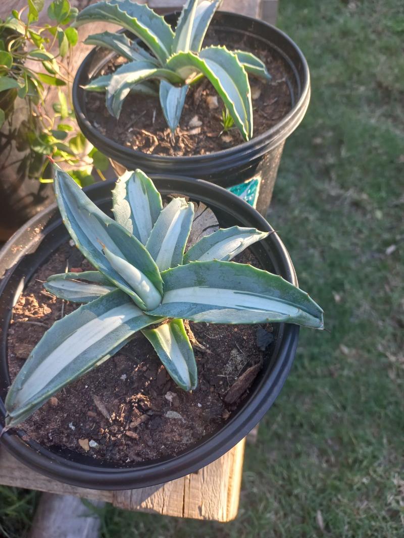 Variegated Agave 