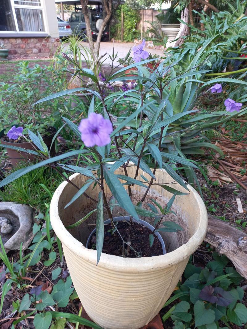 Mexican Petunia 