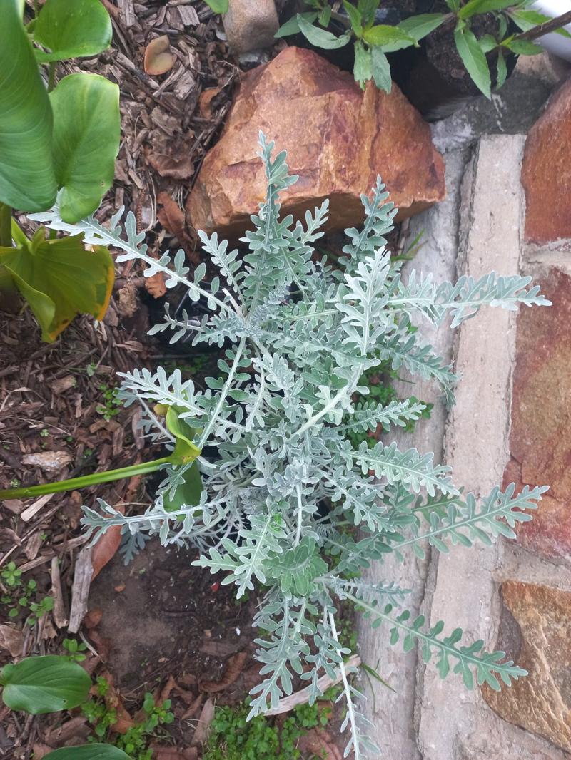 Dusty Miller