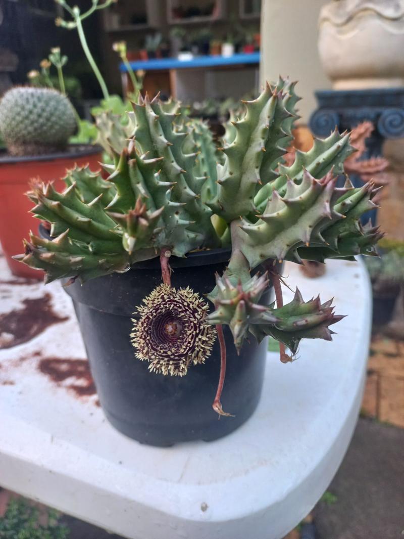 Stapelia