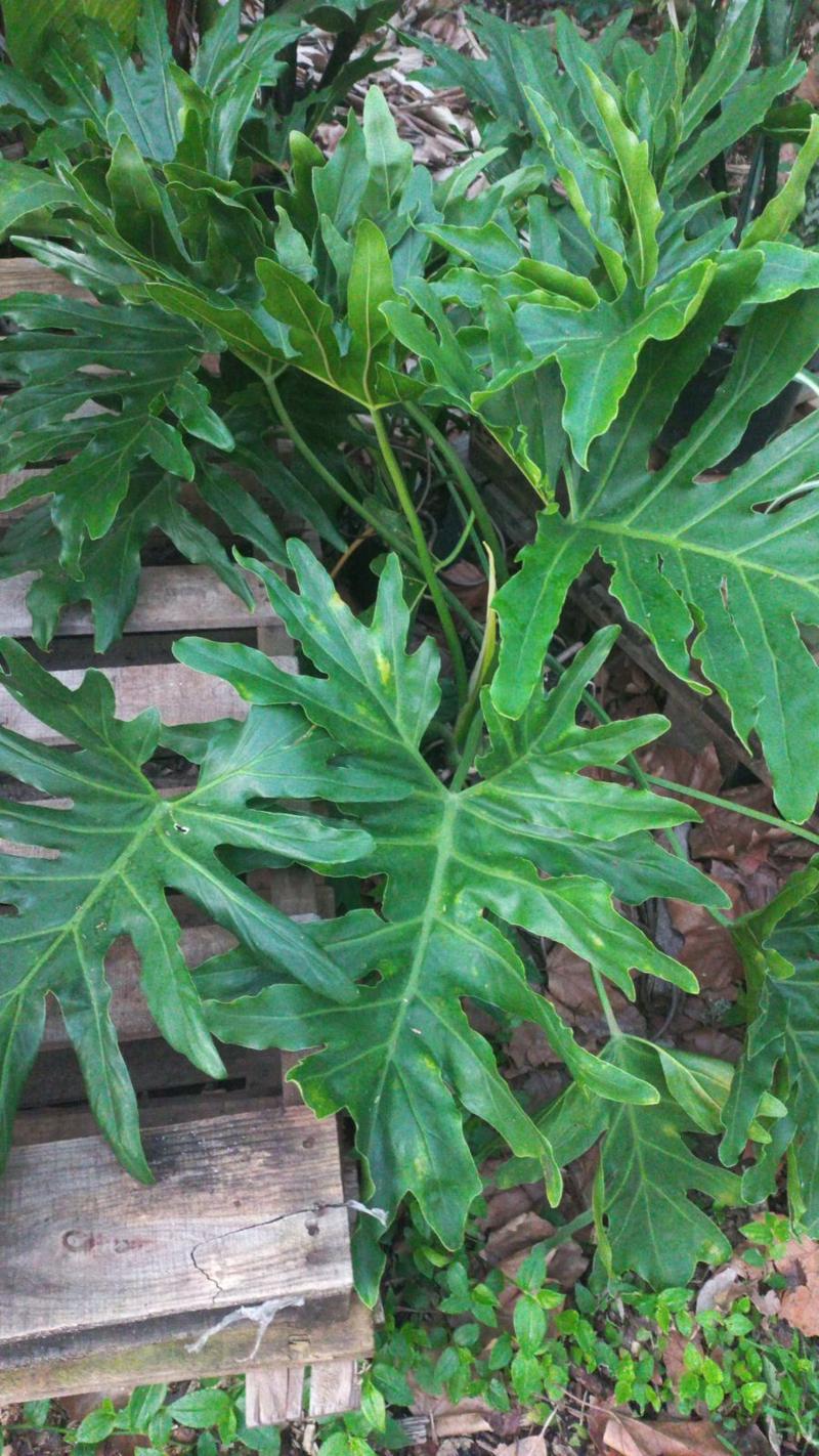 Monstera Selaum