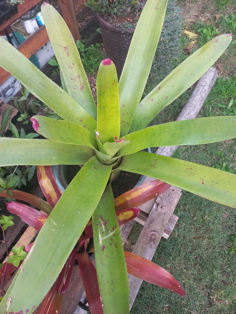 Giant Bromeliade 