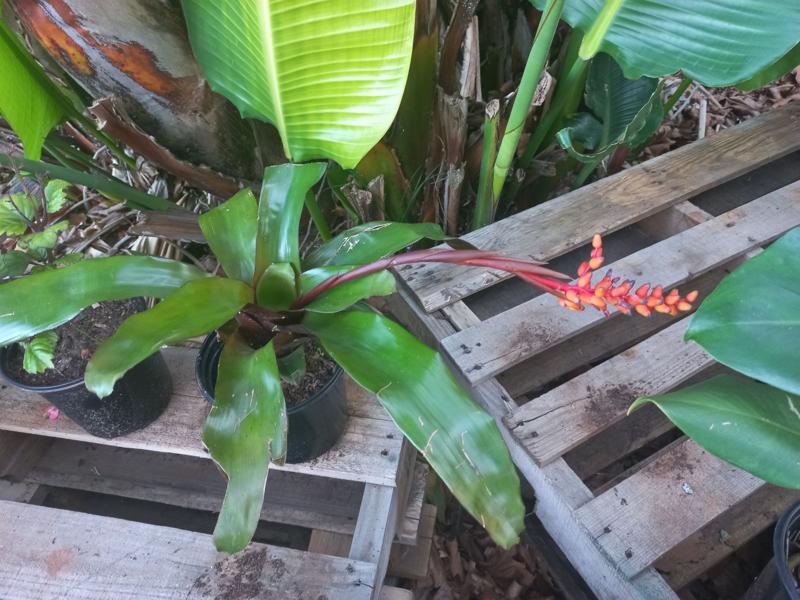 Bromeliade 